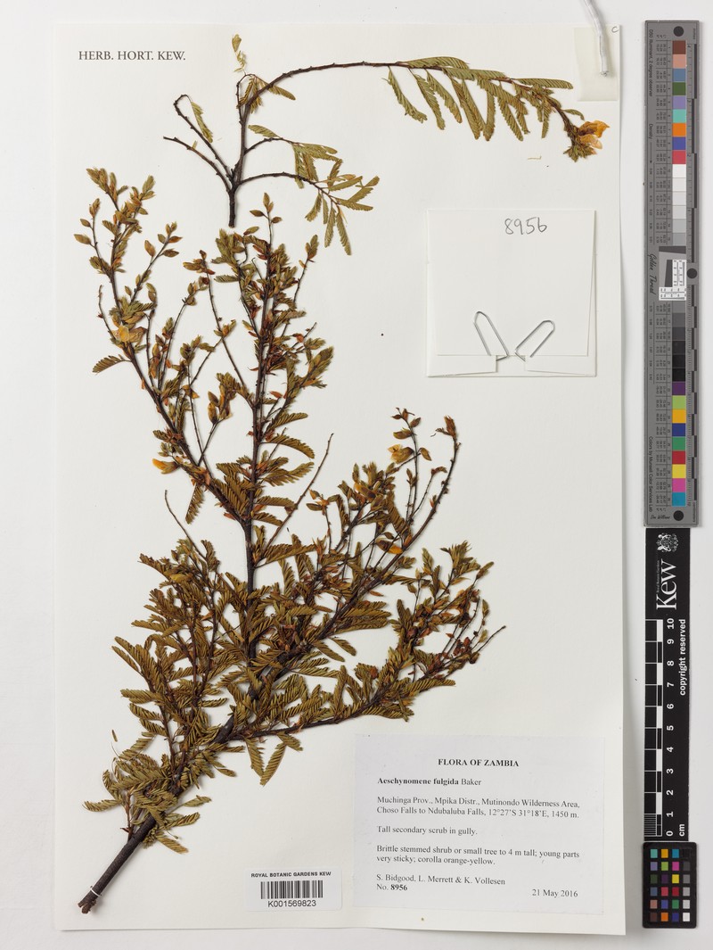 Aeschynomene fulgida