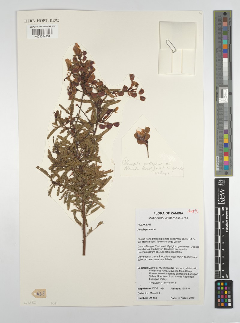 Aeschynomene fulgida photo 2
