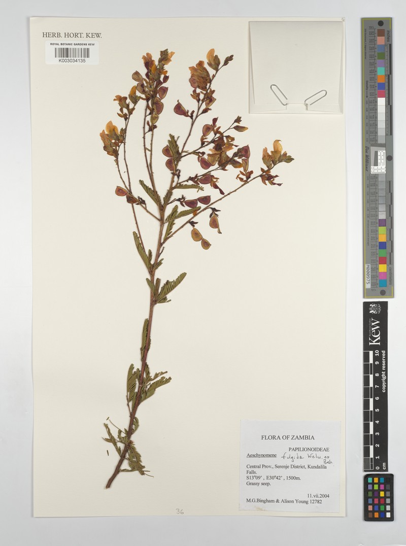Aeschynomene fulgida photo 4