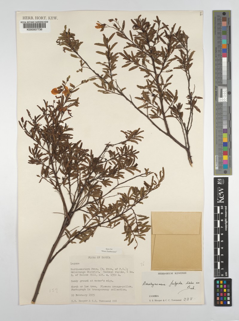 Aeschynomene fulgida photo 5