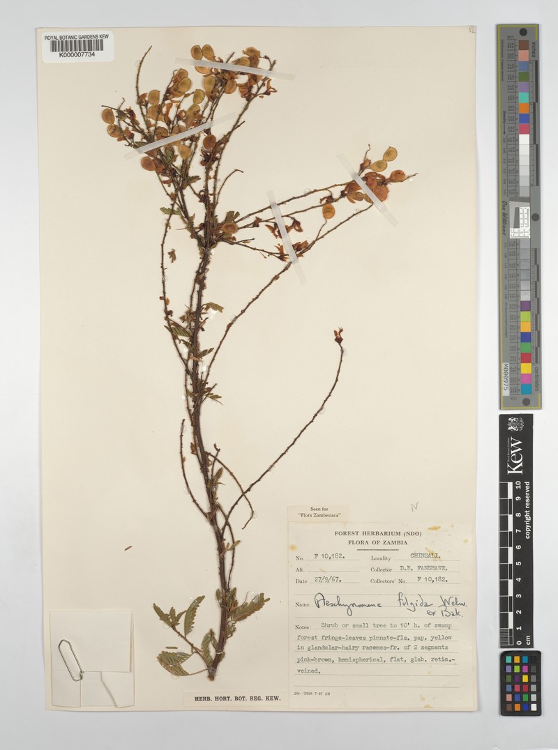 Aeschynomene fulgida photo 6