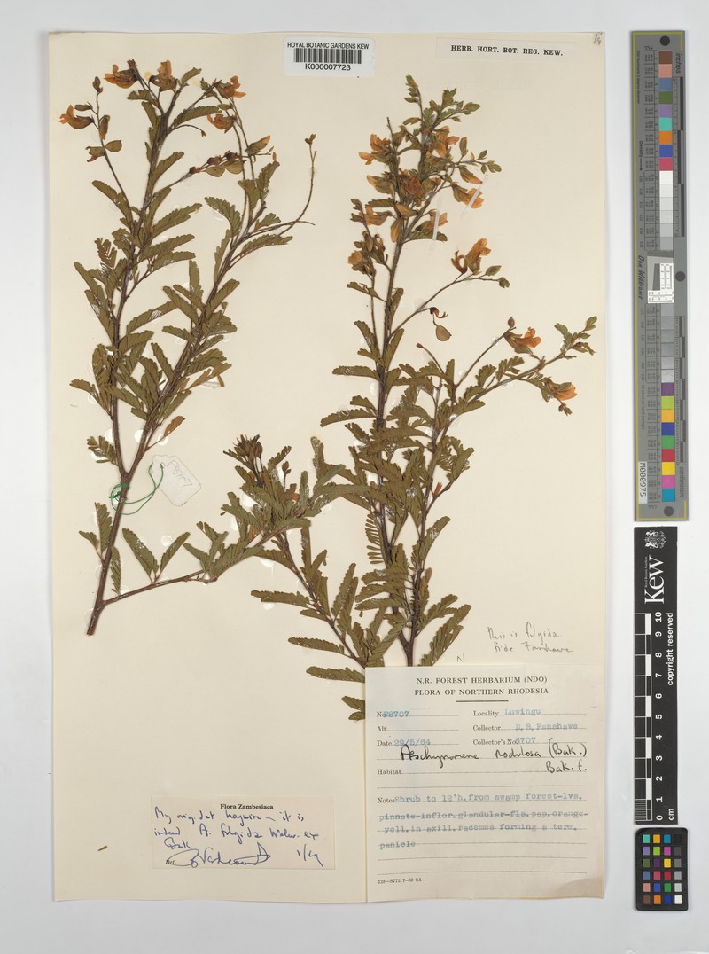 Aeschynomene fulgida photo 7
