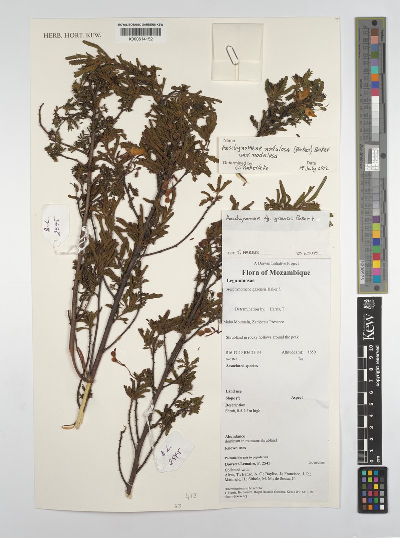 Aeschynomene gazensis