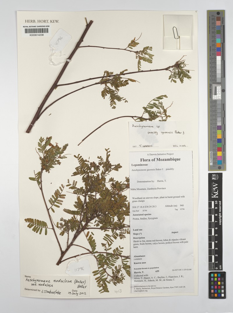 Aeschynomene gazensis photo 2