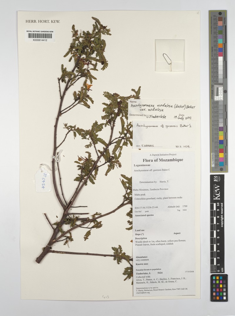 Aeschynomene gazensis photo 3