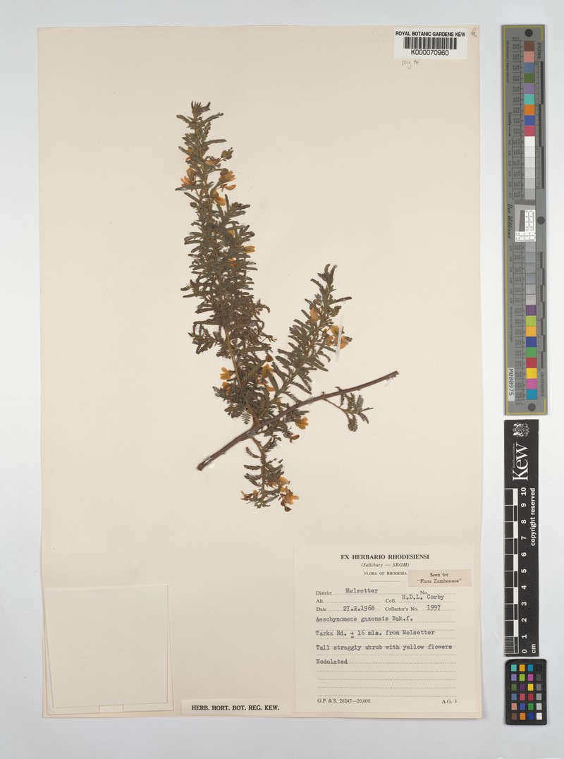 Aeschynomene gazensis photo 4