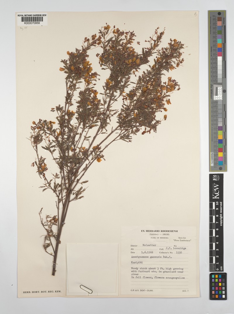 Aeschynomene gazensis photo 5