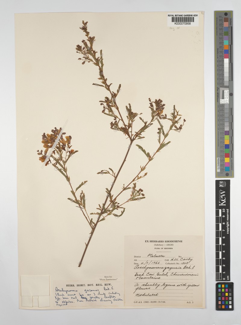 Aeschynomene gazensis photo 6