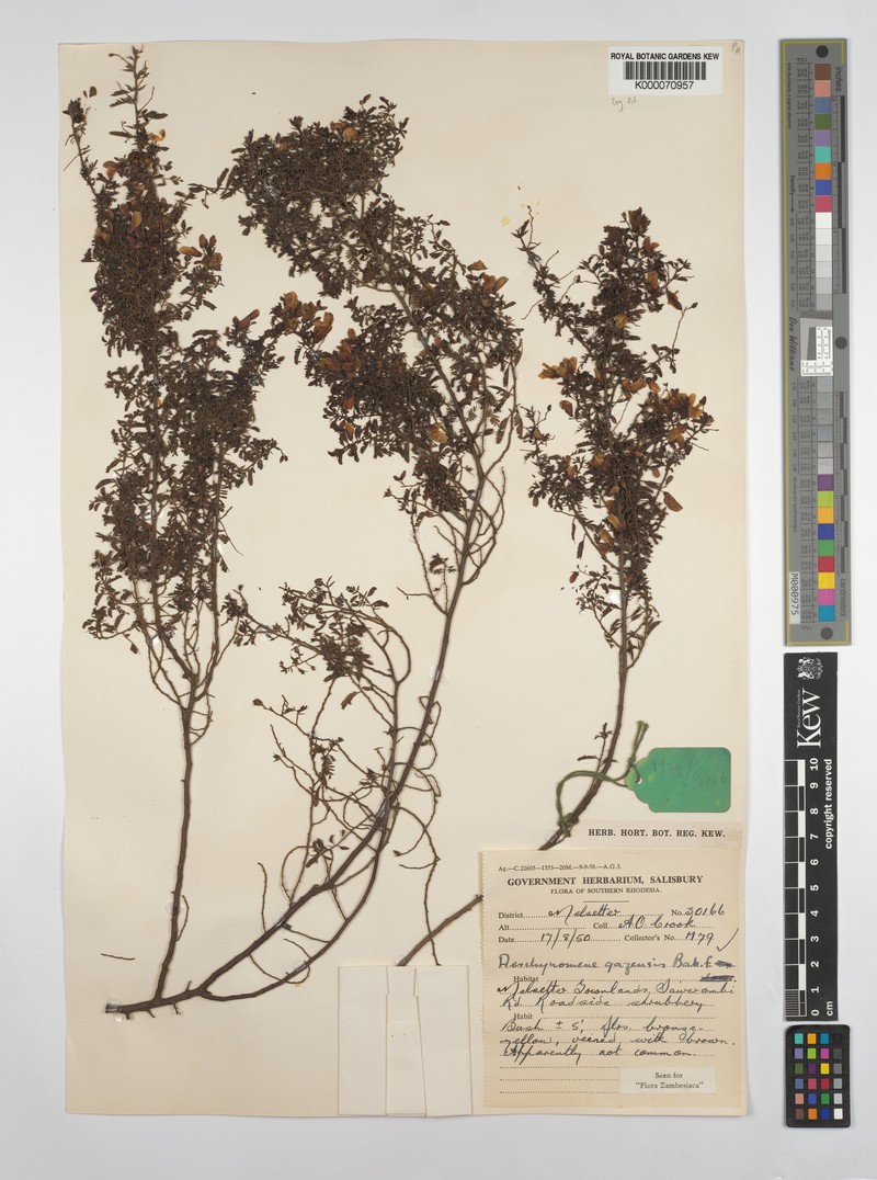 Aeschynomene gazensis photo 7