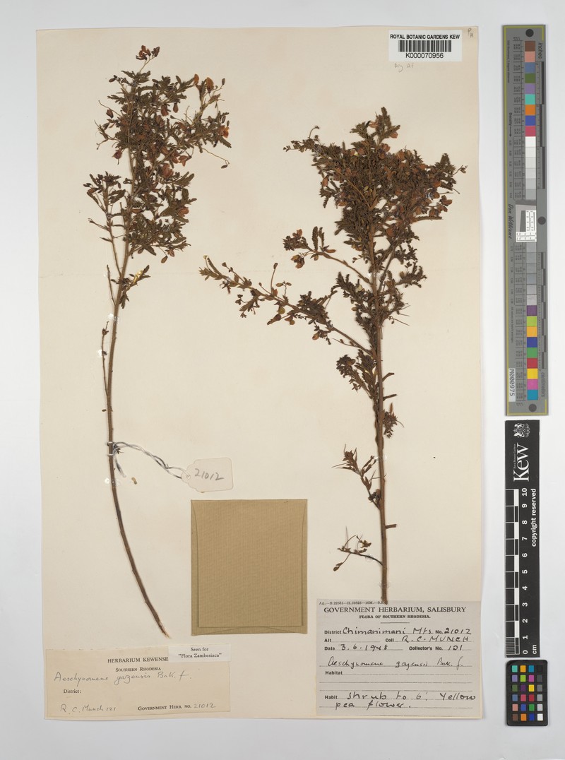 Aeschynomene gazensis photo 8