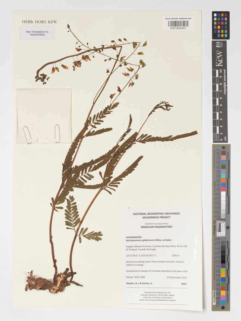 Aeschynomene glabrescens