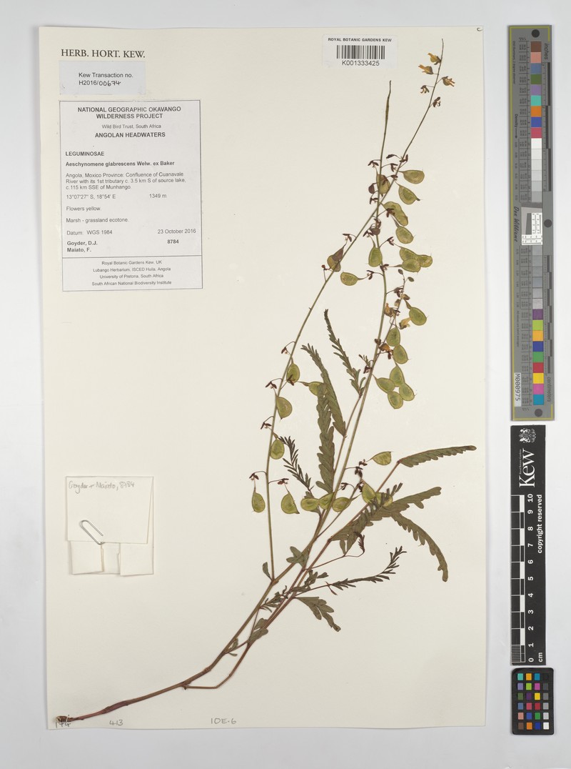 Aeschynomene glabrescens photo 2
