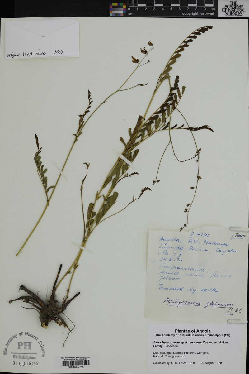 Aeschynomene glabrescens photo 3