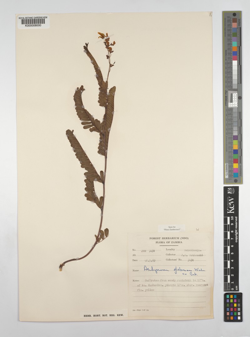 Aeschynomene glabrescens photo 4