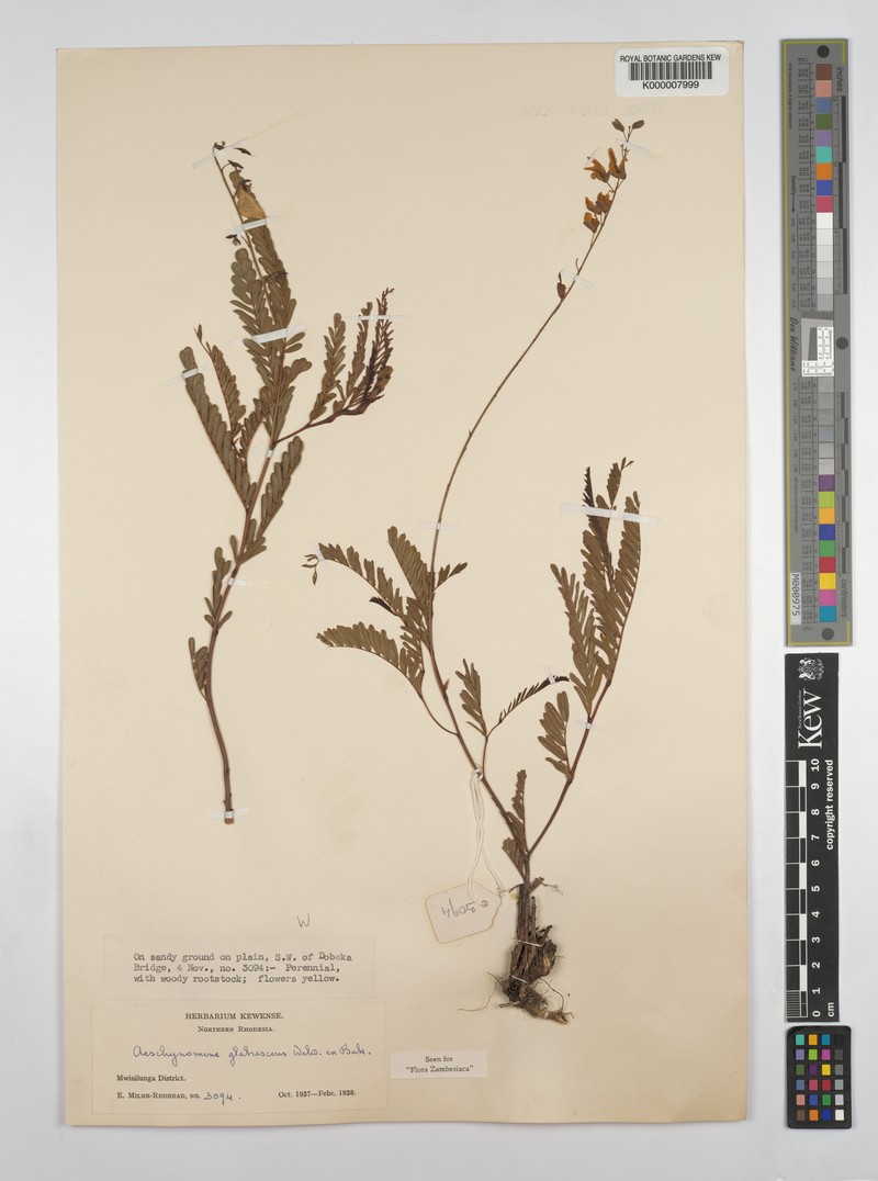 Aeschynomene glabrescens photo 5