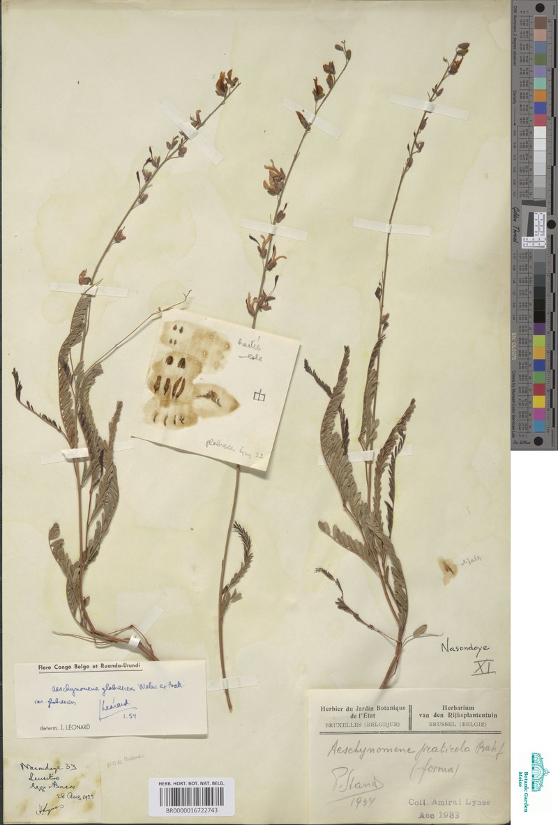 Aeschynomene glabrescens photo 6