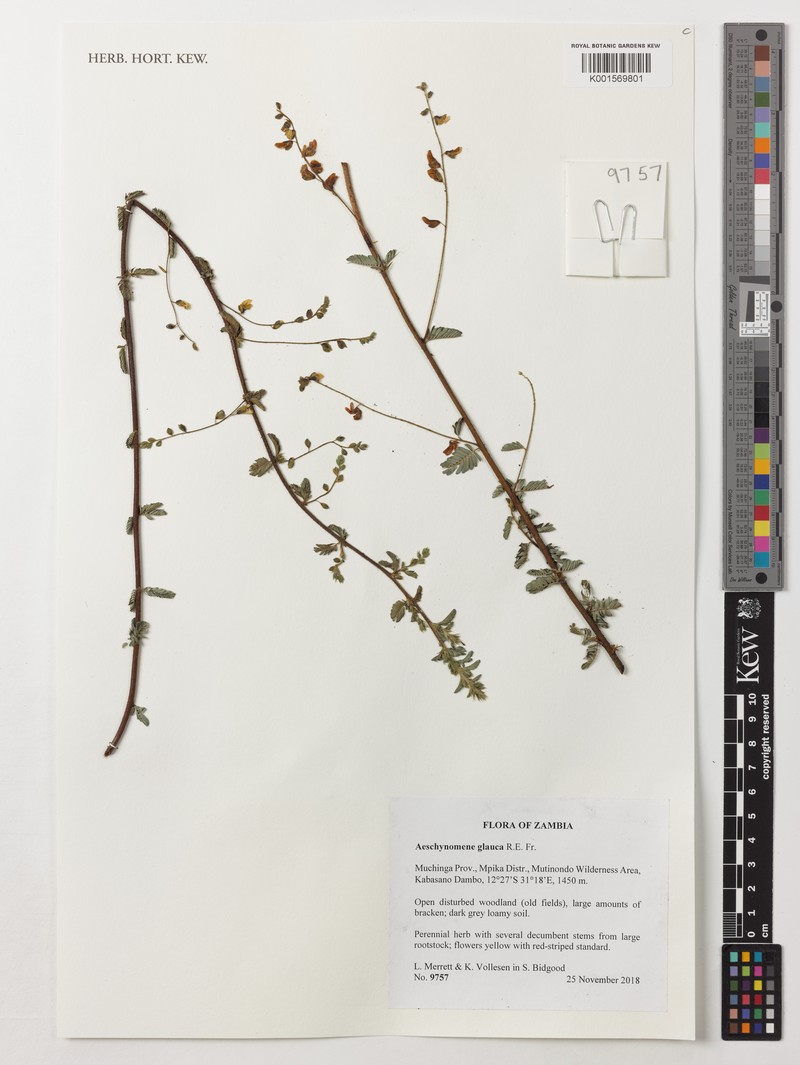 Aeschynomene glauca