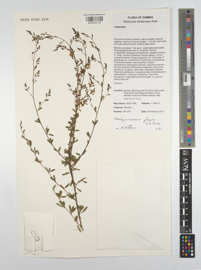 Aeschynomene glauca photo 2