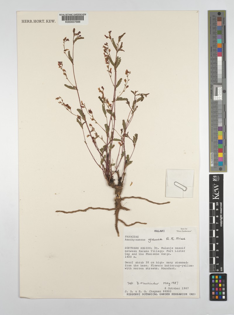 Aeschynomene glauca photo 3