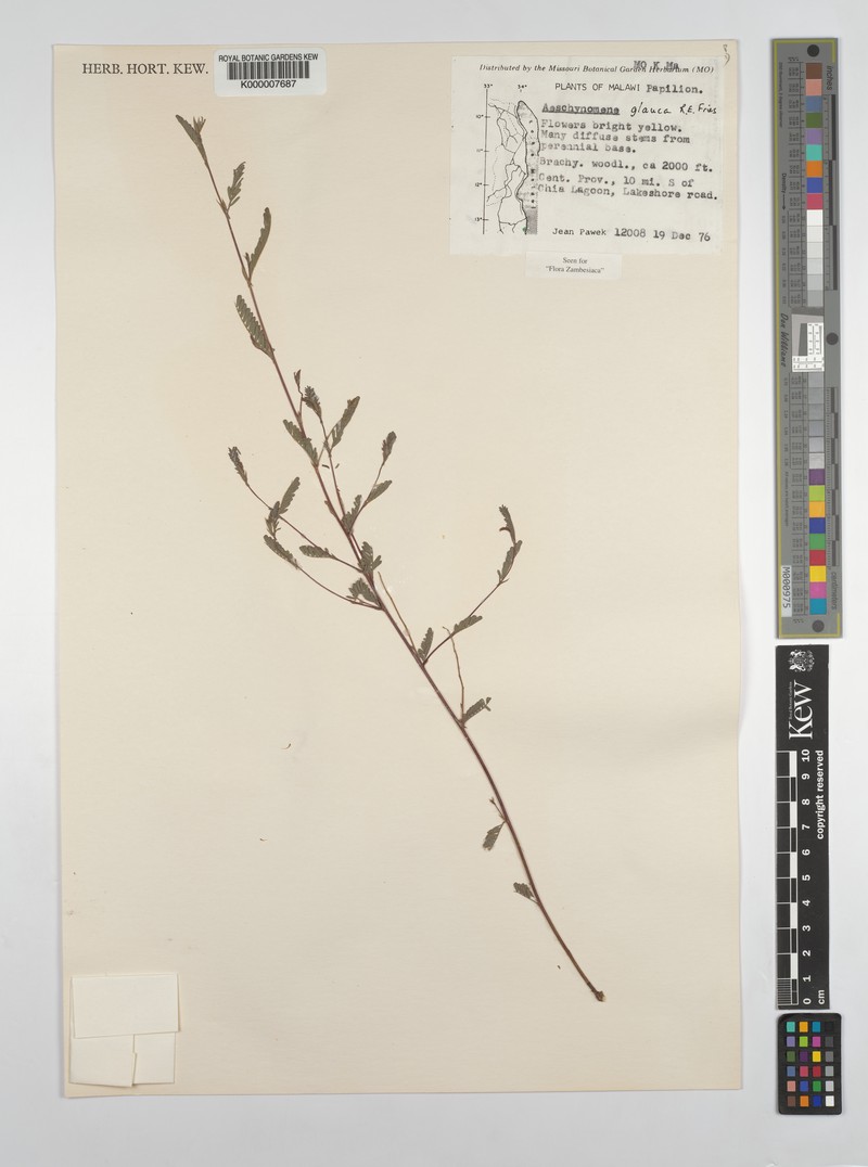 Aeschynomene glauca photo 4