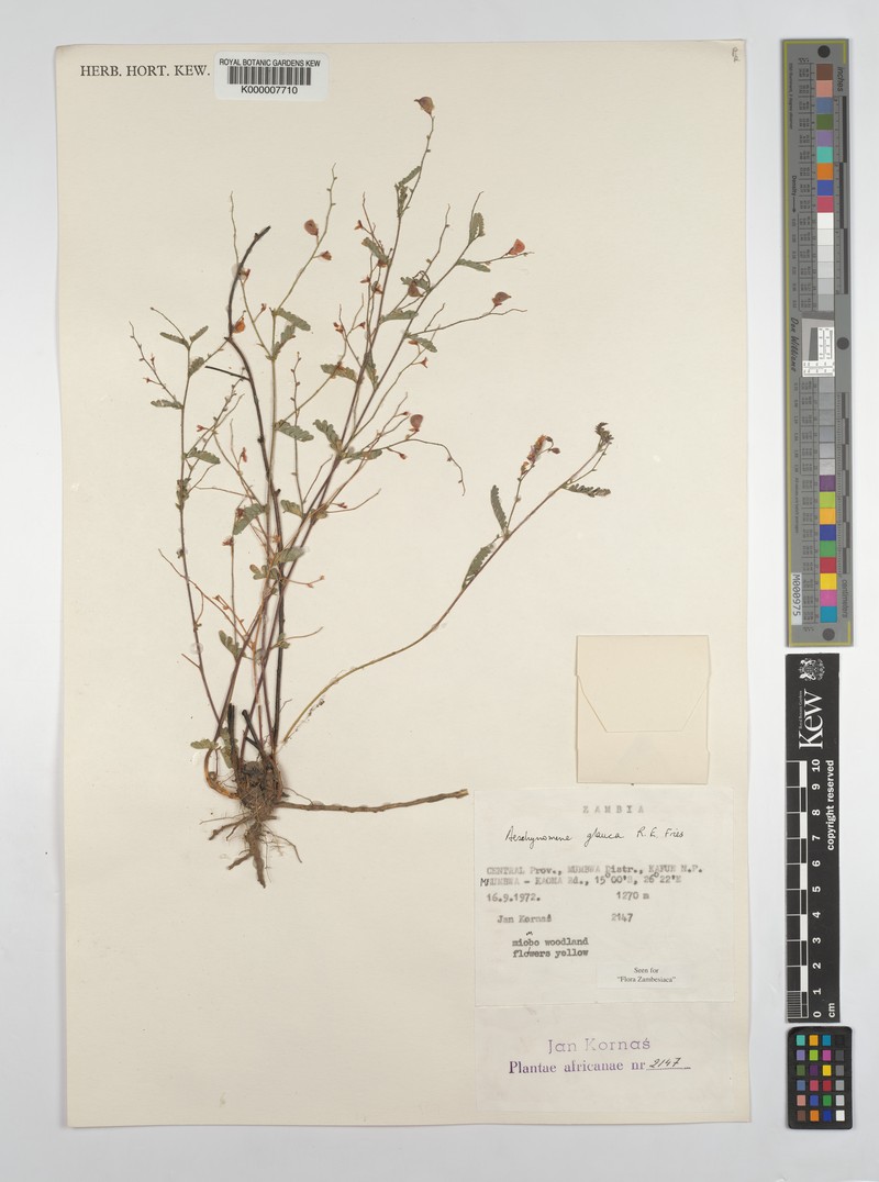 Aeschynomene glauca photo 5