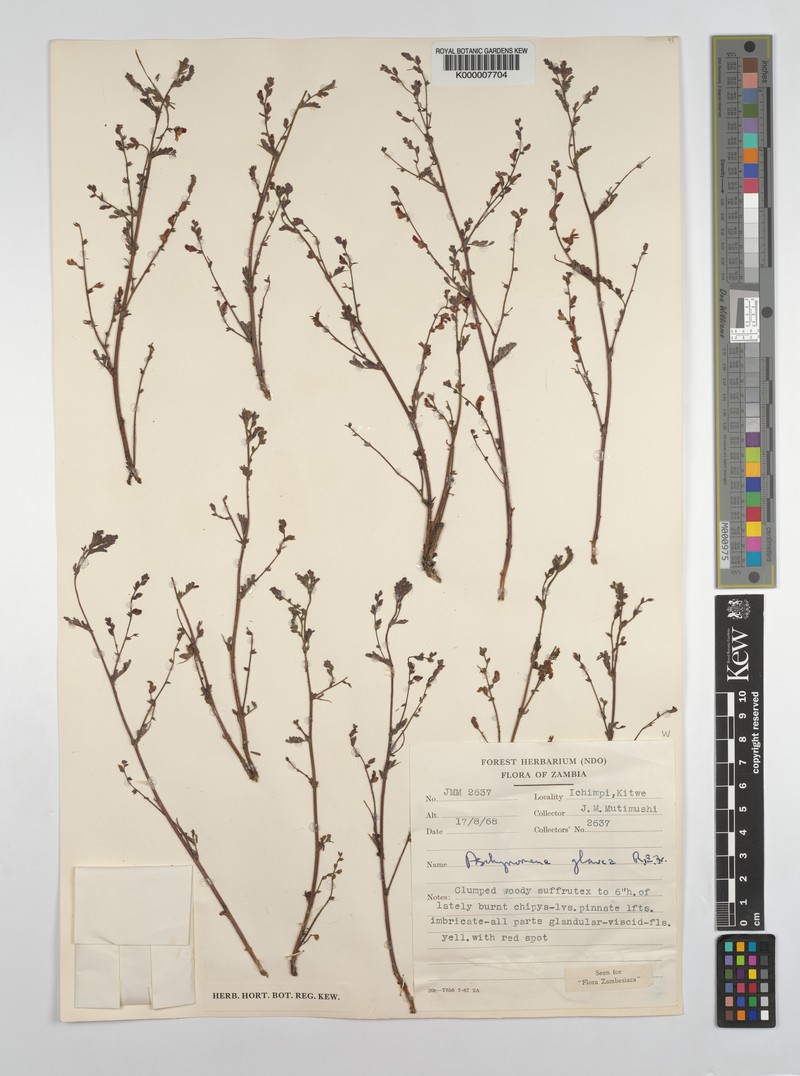 Aeschynomene glauca photo 6