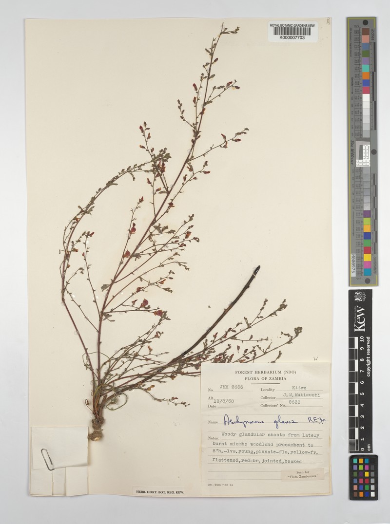 Aeschynomene glauca photo 7