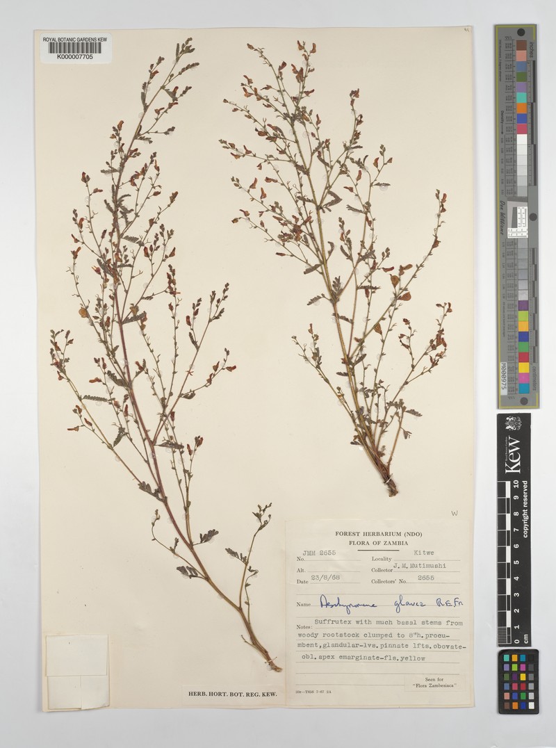 Aeschynomene glauca photo 8