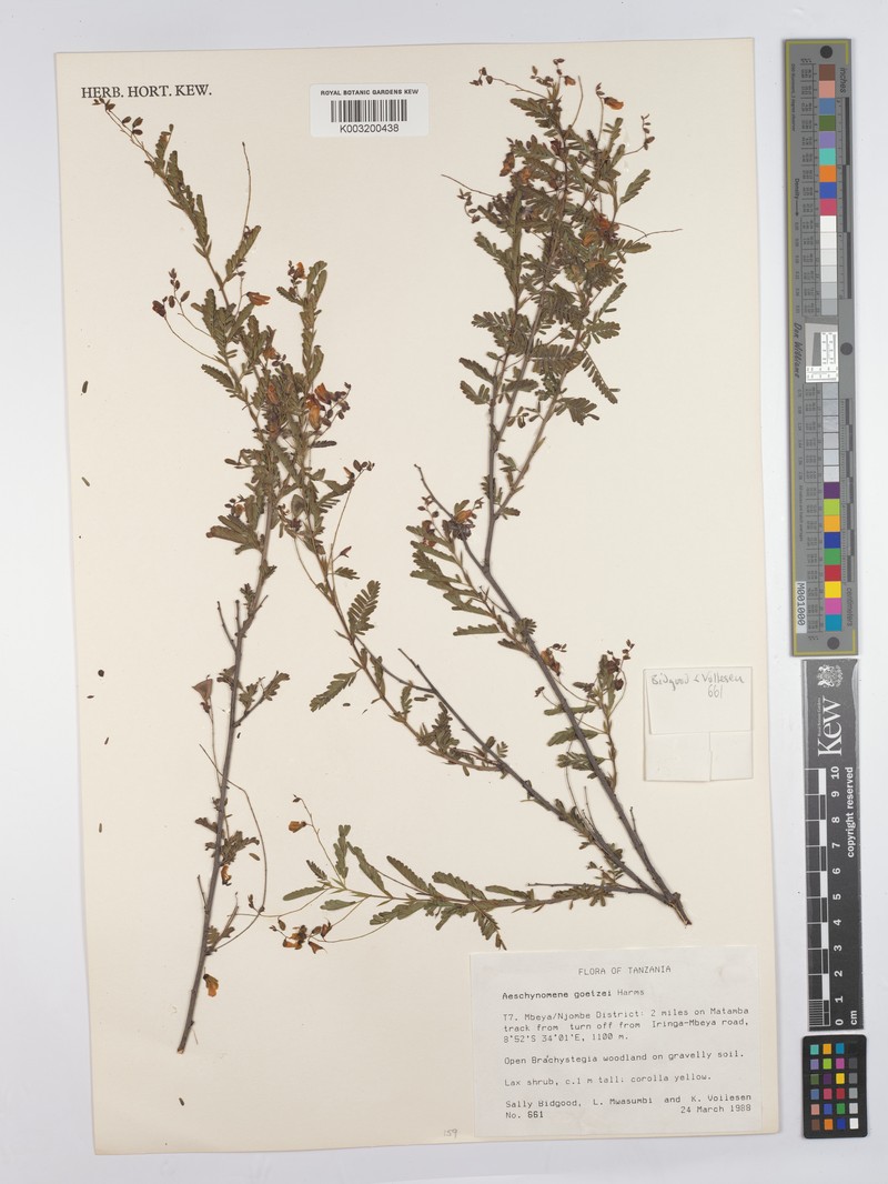 Aeschynomene goetzei