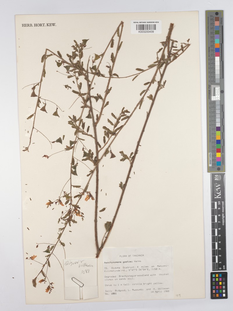 Aeschynomene goetzei photo 2
