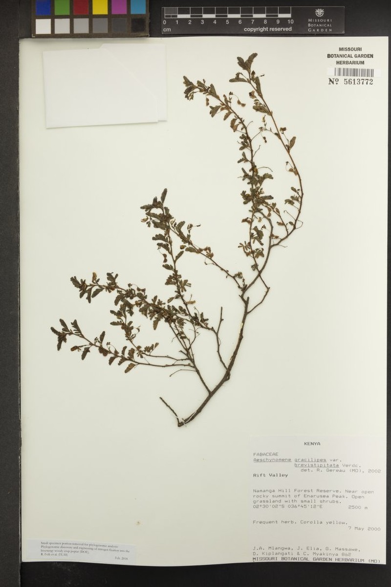 Aeschynomene gracilipes