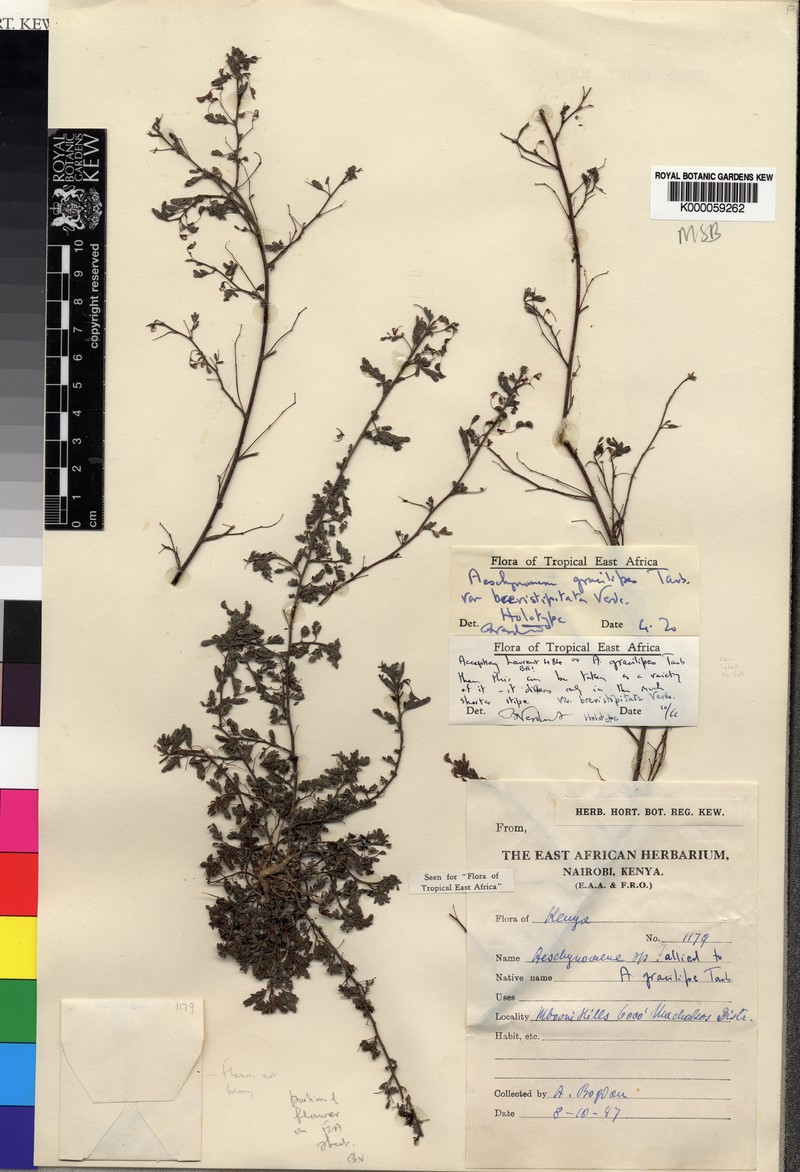 Aeschynomene gracilipes photo 2
