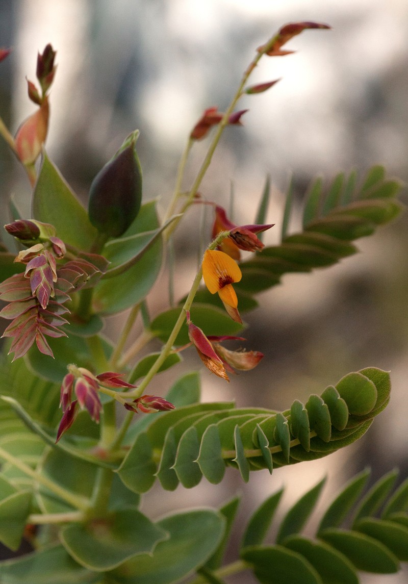 Aeschynomene grandistipulata photo 2