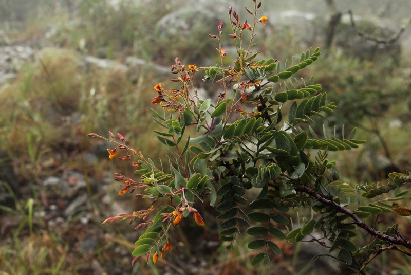 Aeschynomene grandistipulata photo 3