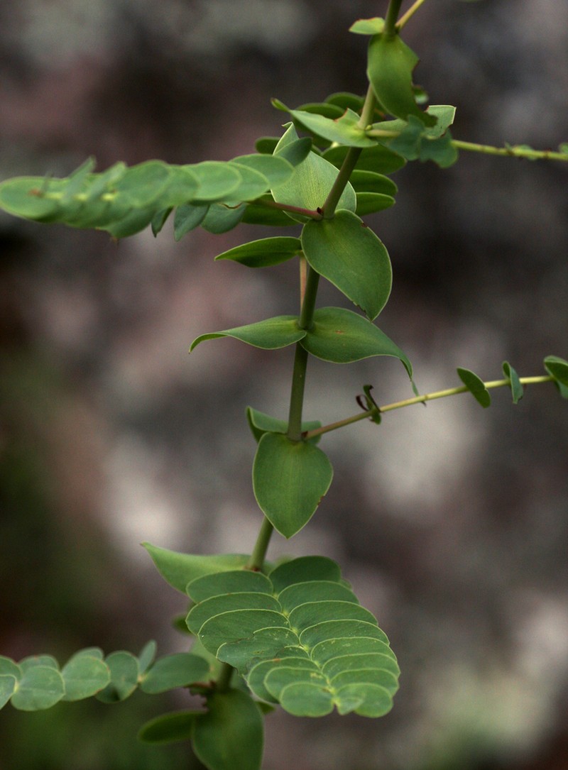 Aeschynomene grandistipulata photo 4