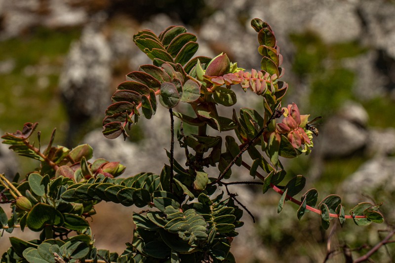 Aeschynomene grandistipulata photo 5