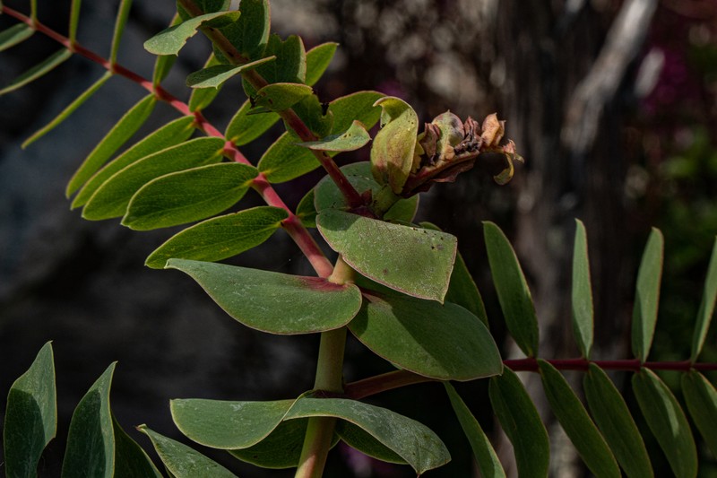 Aeschynomene grandistipulata photo 6