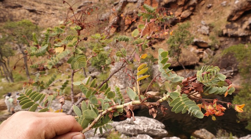Aeschynomene grandistipulata photo 7