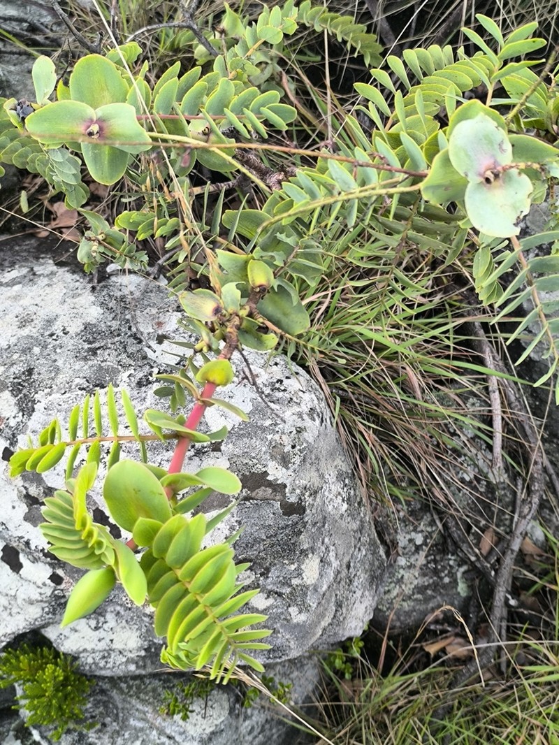 Aeschynomene grandistipulata photo 8