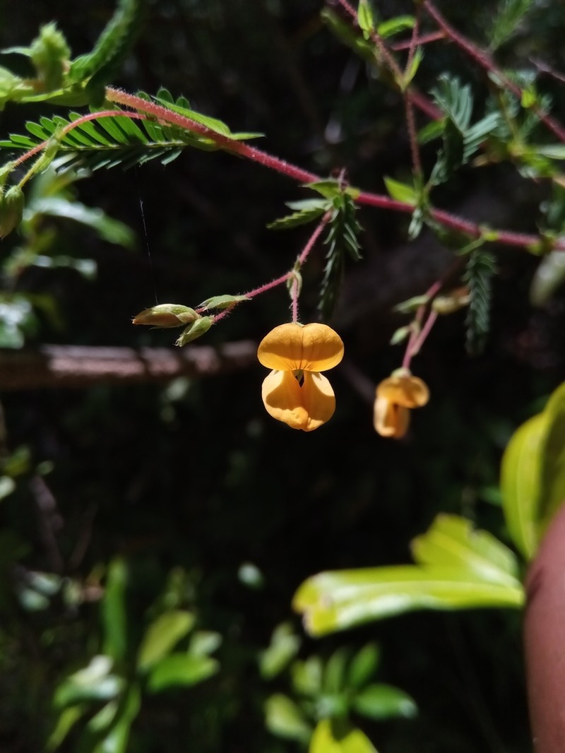 Aeschynomene heurckeana