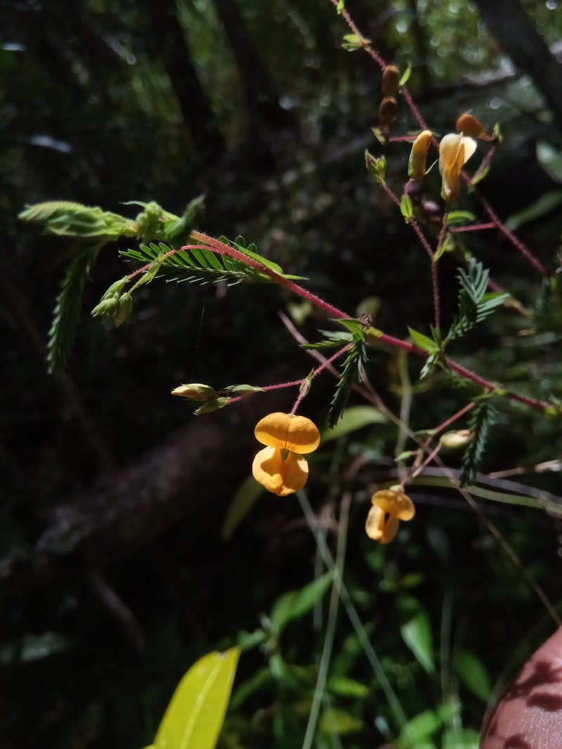 Aeschynomene heurckeana photo 2