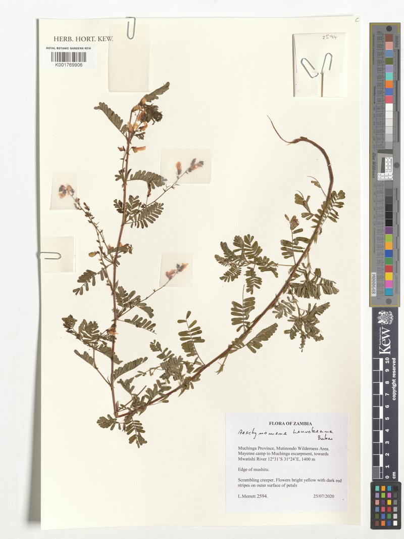 Aeschynomene heurckeana photo 3