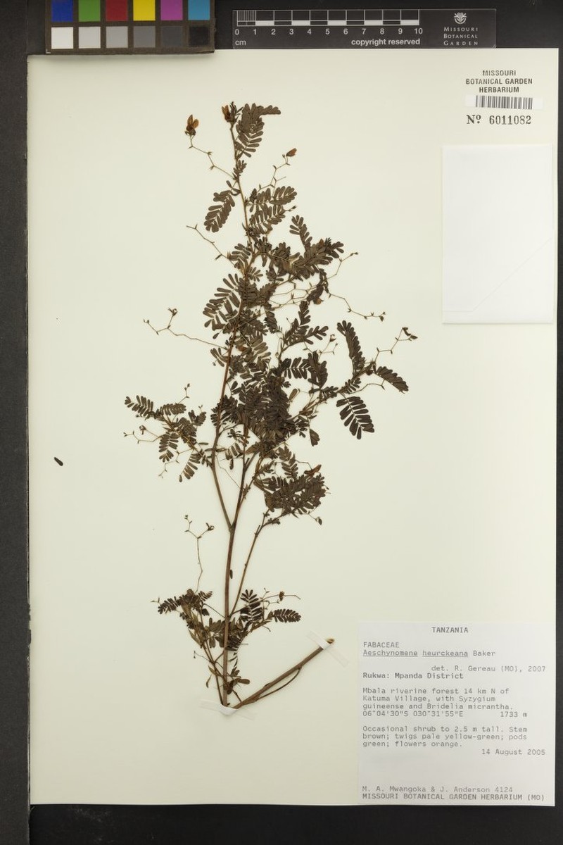 Aeschynomene heurckeana photo 4