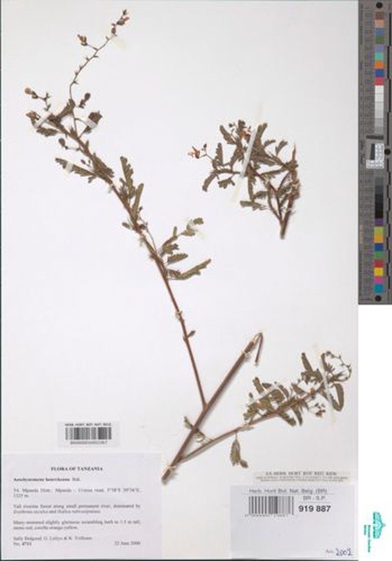 Aeschynomene heurckeana photo 5