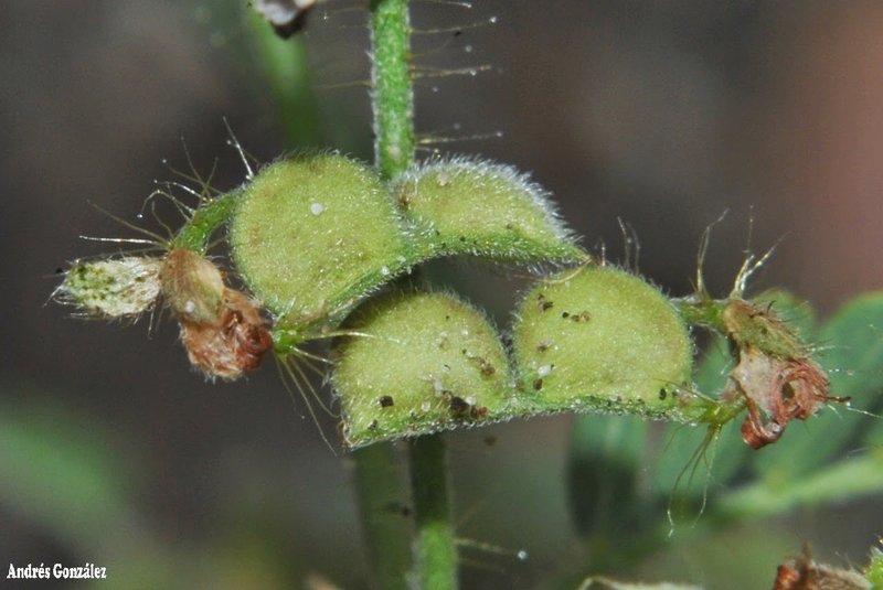 Porcupine Jointvetch