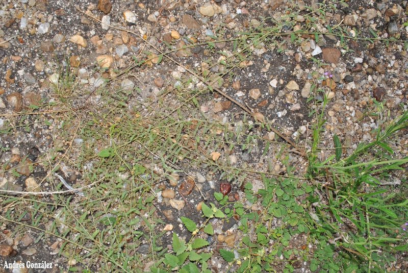 Porcupine Jointvetch photo 2