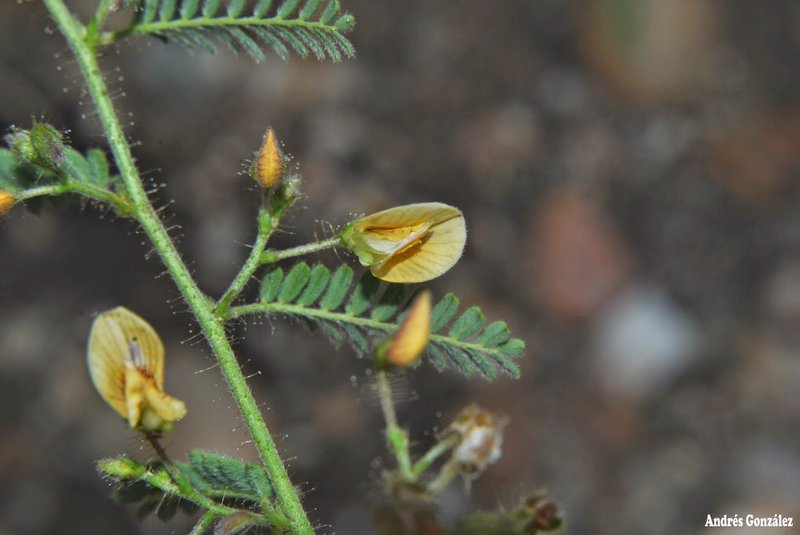 Porcupine Jointvetch photo 3
