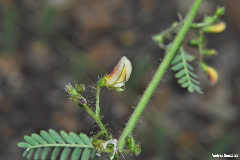 Porcupine Jointvetch photo 4