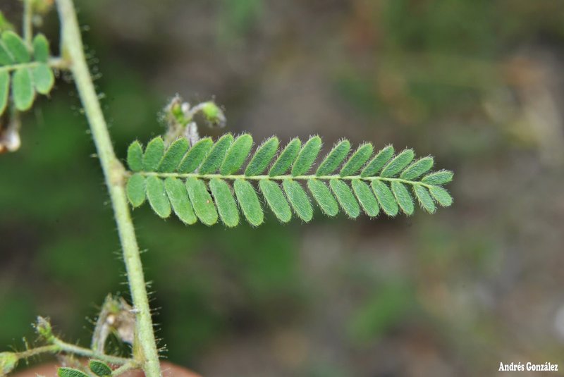Porcupine Jointvetch photo 5