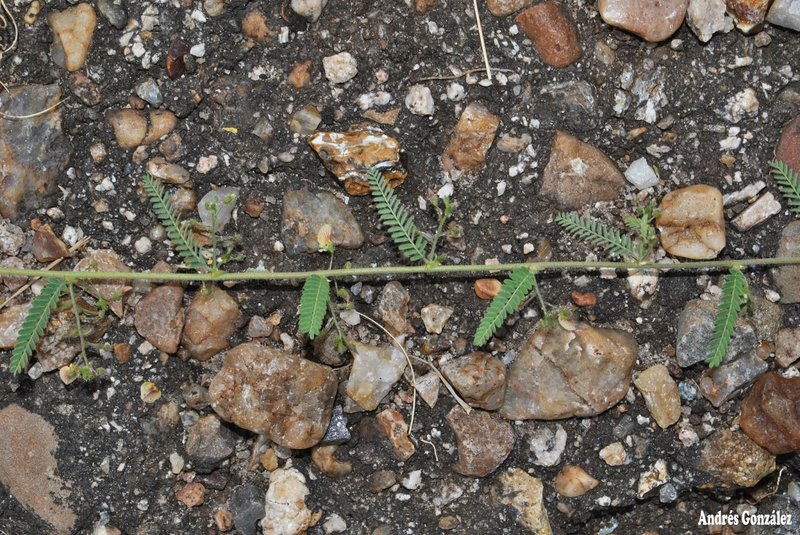 Porcupine Jointvetch photo 6